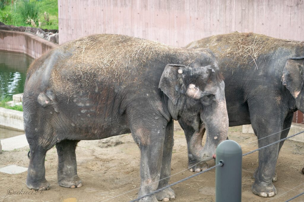アドベンチャーワールド　アジアゾウ