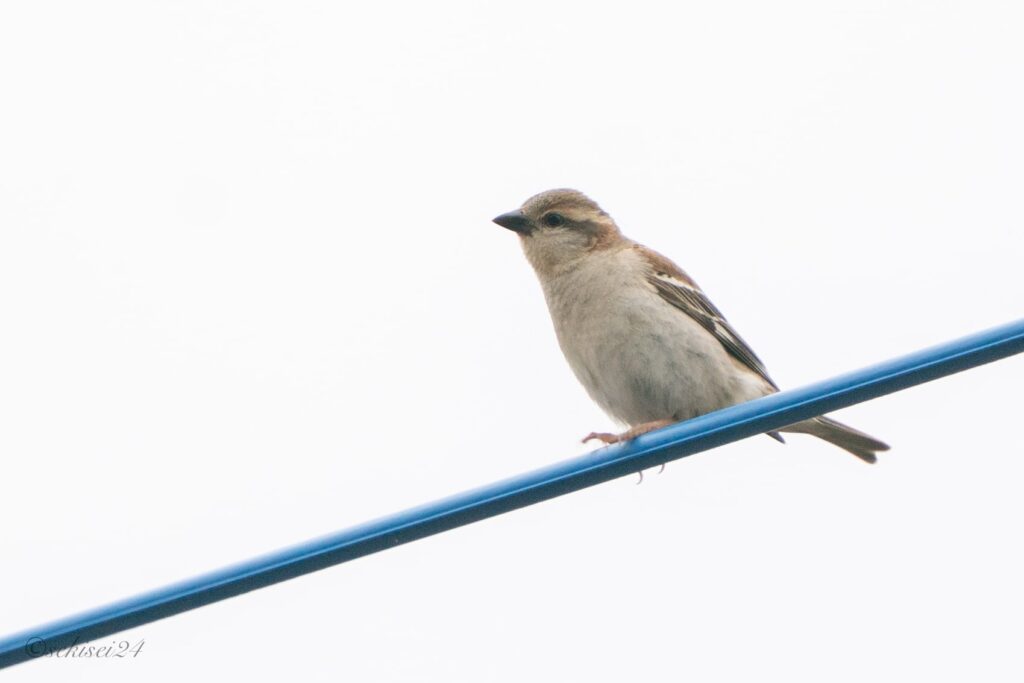 ニュウナイスズメ