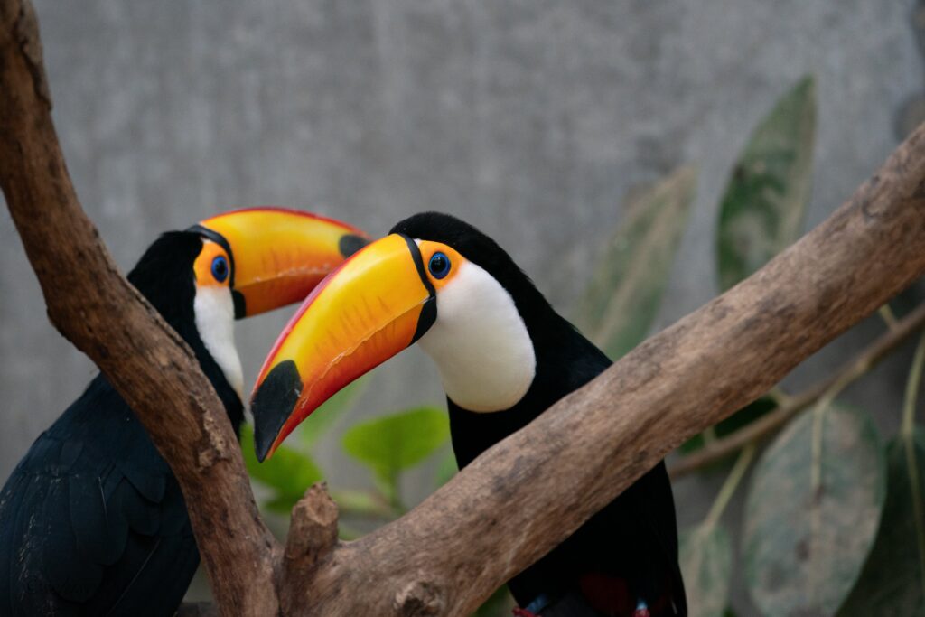 アドベンチャーワールド　オニオオハシ