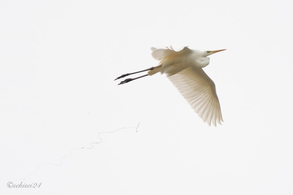 脱糞するダイサギ