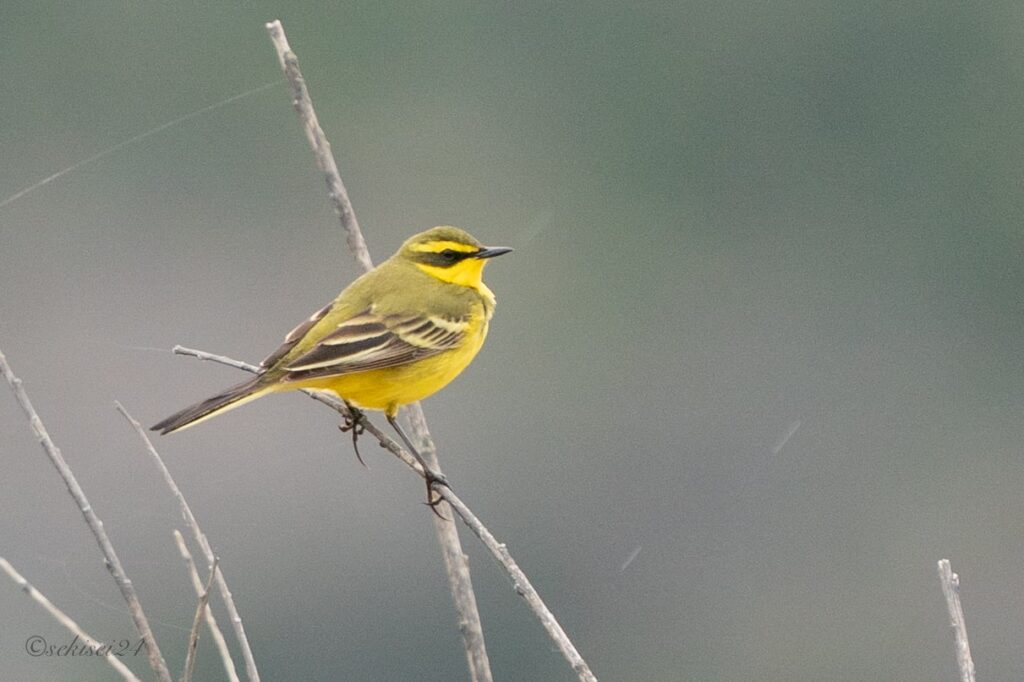 ツメナガセキレイ