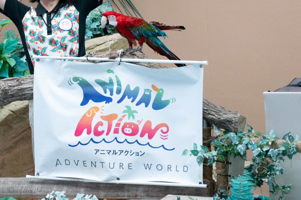 アドベンチャーワールド　ベニコンゴウインコ