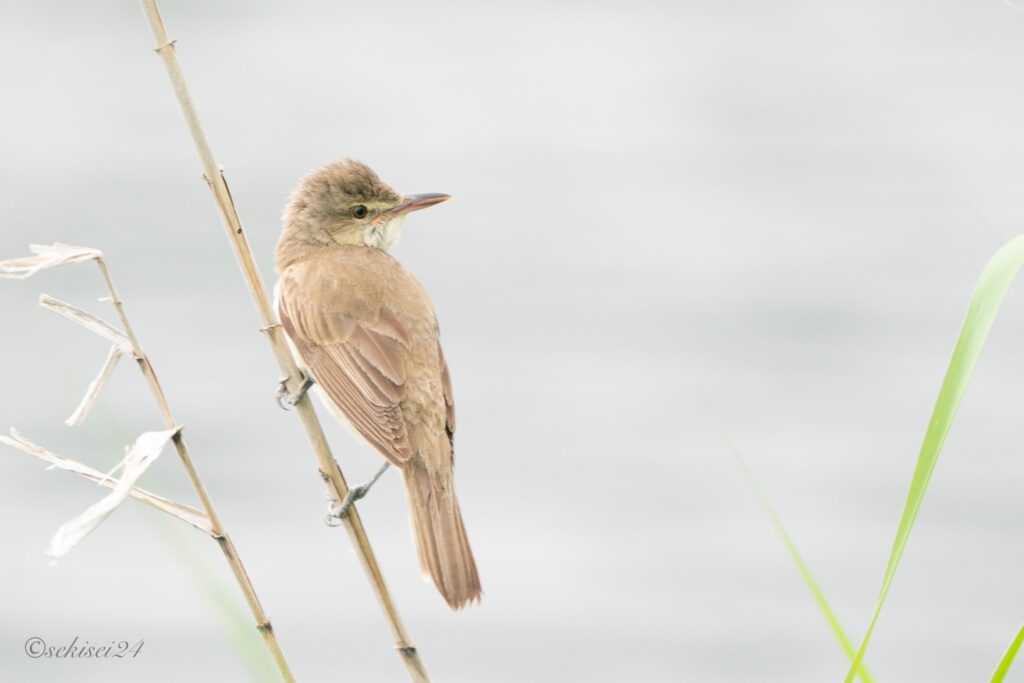 白樺湖　オオヨシキリ