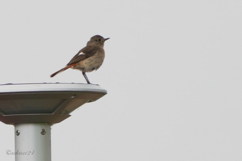 白樺湖　ジョウビタキ