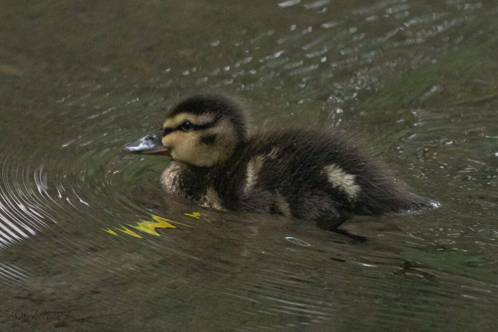 上高地　マガモの幼鳥