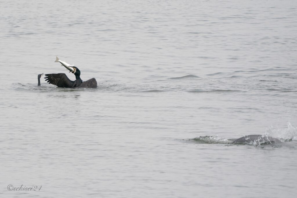 カワウ　ボラ　スナメリ