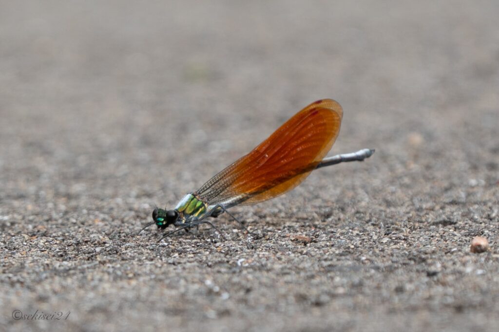 ニホンカワトンボ