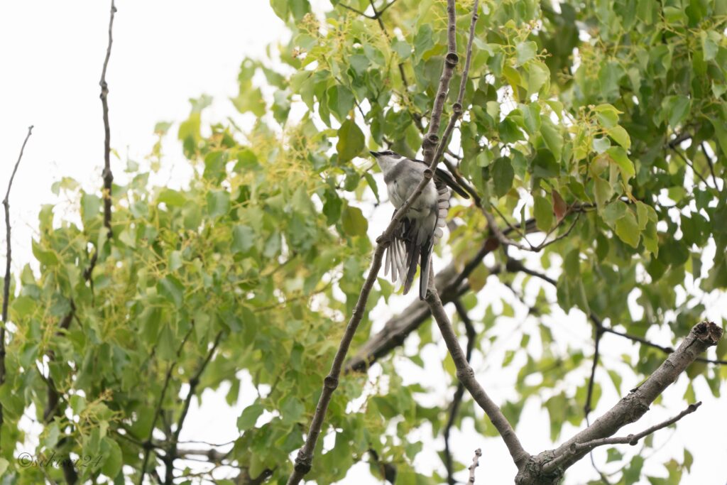 リュウキュウサンショウクイ