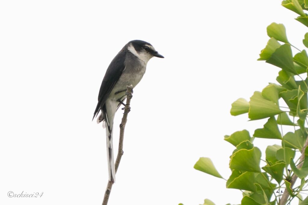 リュウキュウサンショウクイ