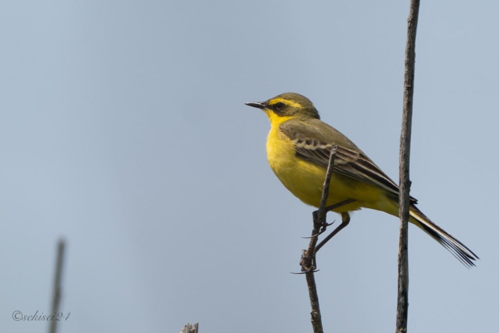 ツメナガセキレイ