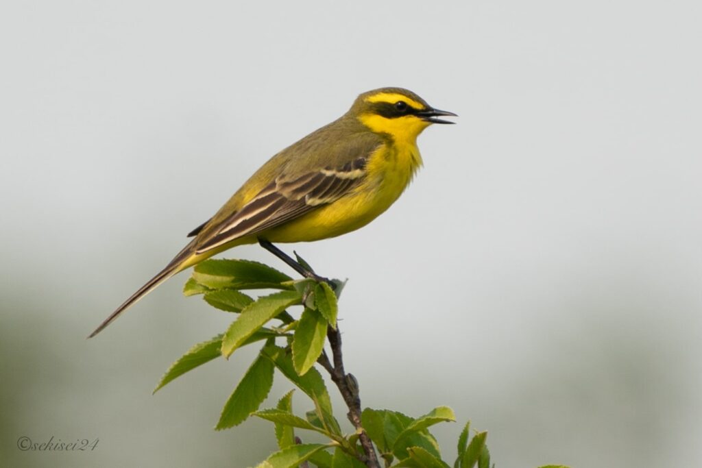 ツメナガセキレイ