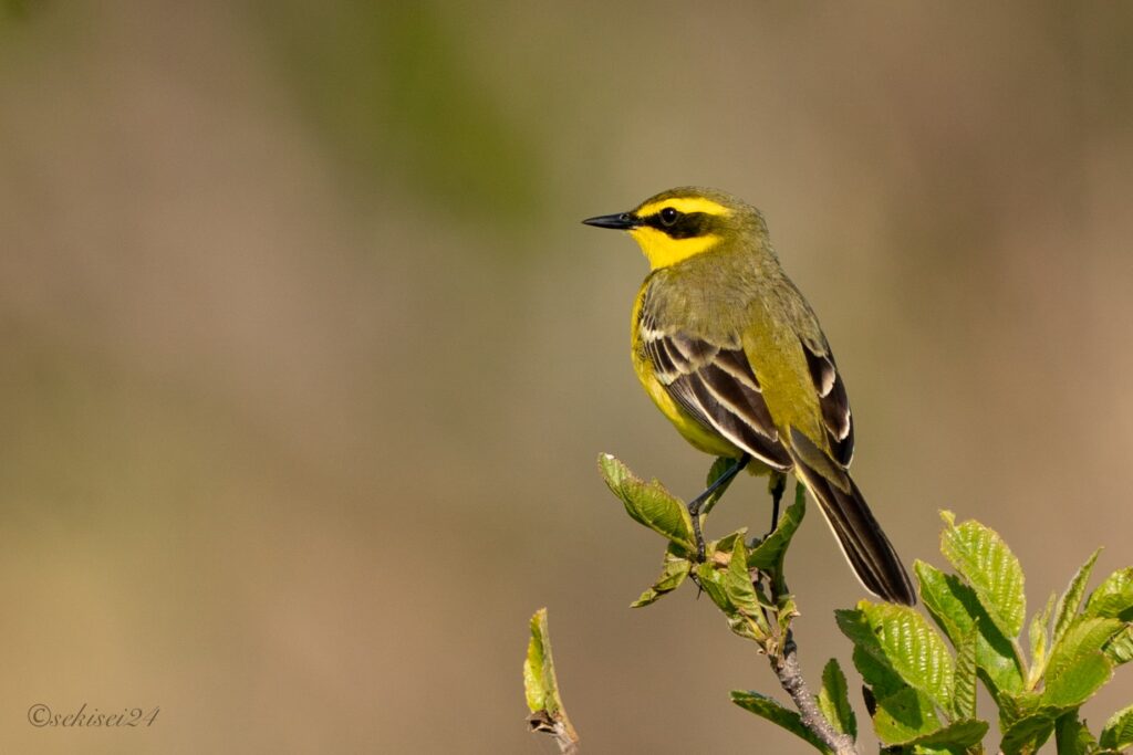 ツメナガセキレイ