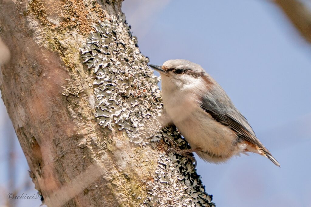 シロハラゴジュウカラ