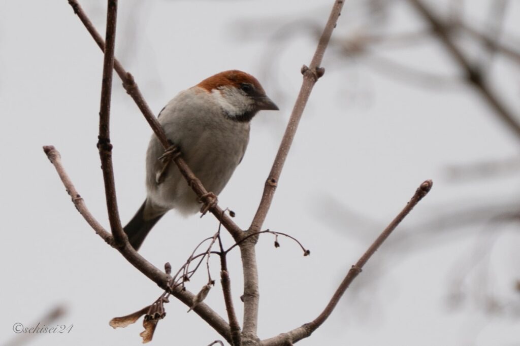 ニュウナイスズメ　