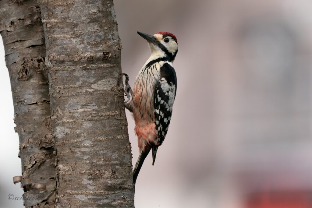 エゾオオアカゲラ