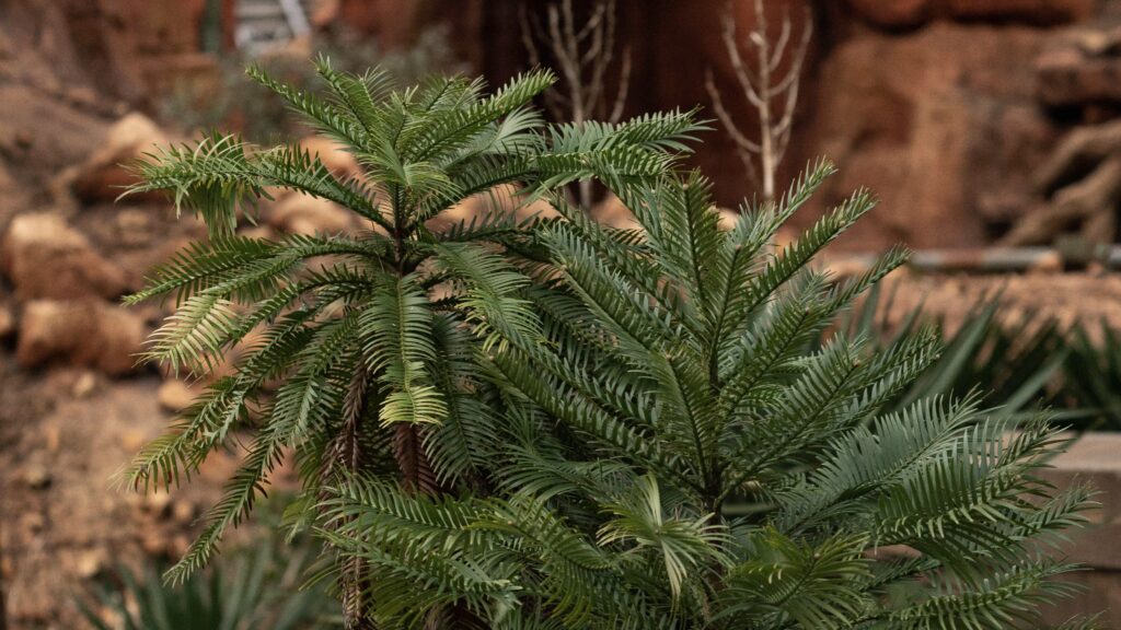東京ディズニーランド