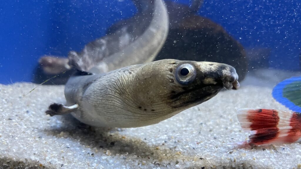 シン・マリホ水族館