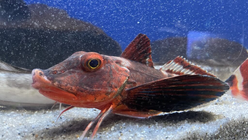 シン・マリホ水族館