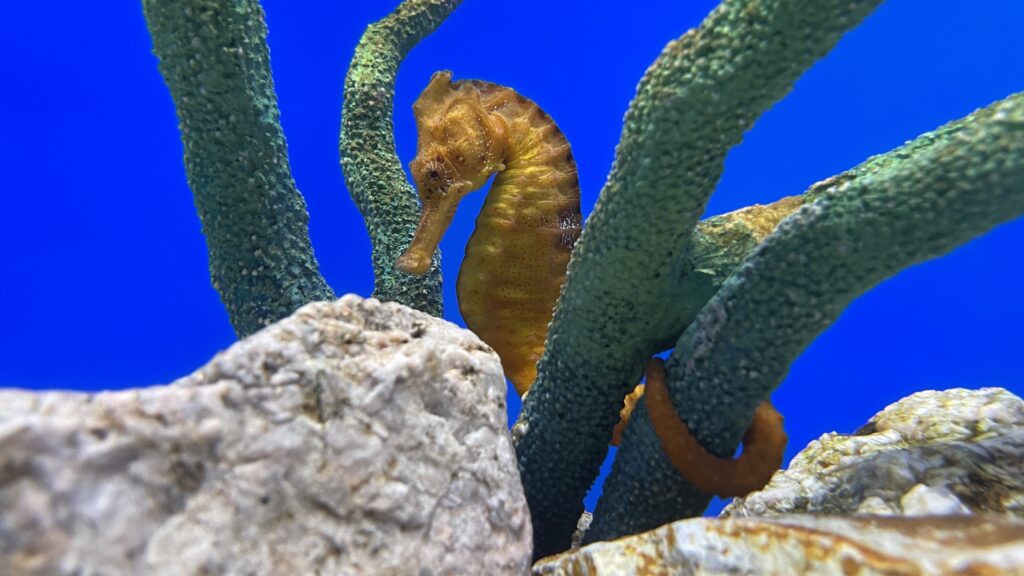 シン・マリホ水族館