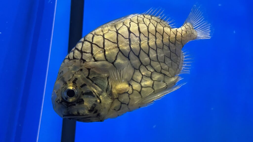 シン・マリホ水族館