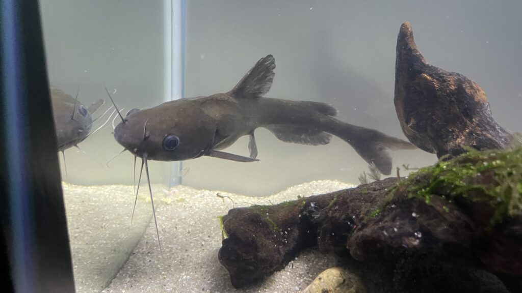 シン・マリホ水族館