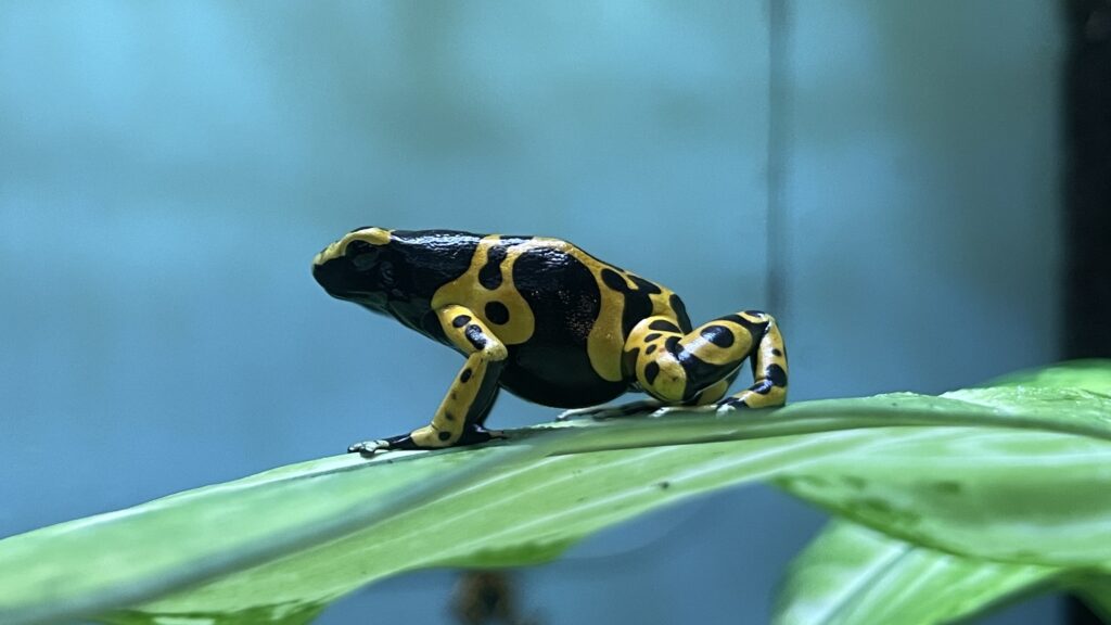 東山動植物園　キオビヤドクガエル