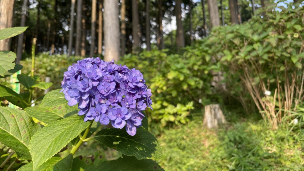 Kicoroの森　三島スカイウォーク