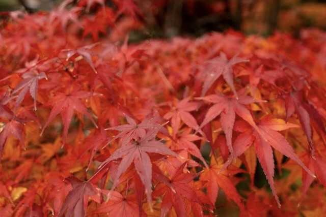 霊山寺　第一番札所　
