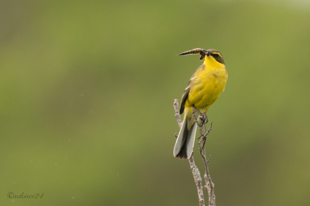 ツメナガセキレイ