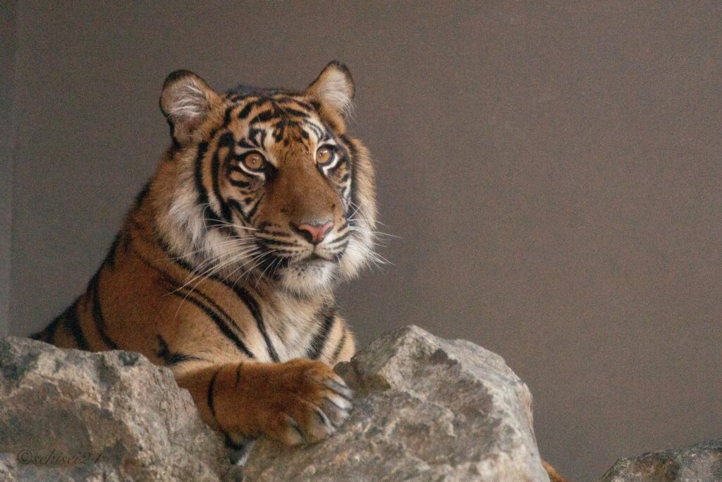 東山動植物園　スマトラトラ