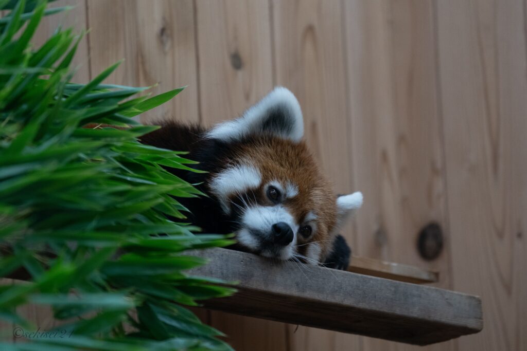東山動植物園　レッサーパンダ