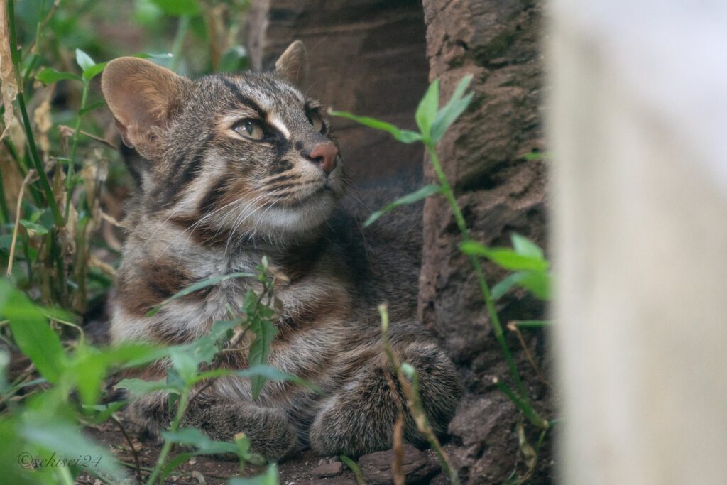 東山動植物園　ツシマヤマネコ