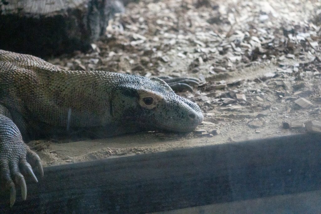 東山動植物園　コモドドラゴン