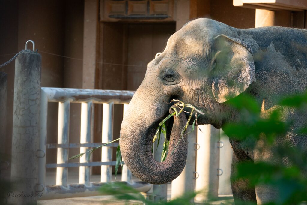 東山動植物園　アジアゾウ