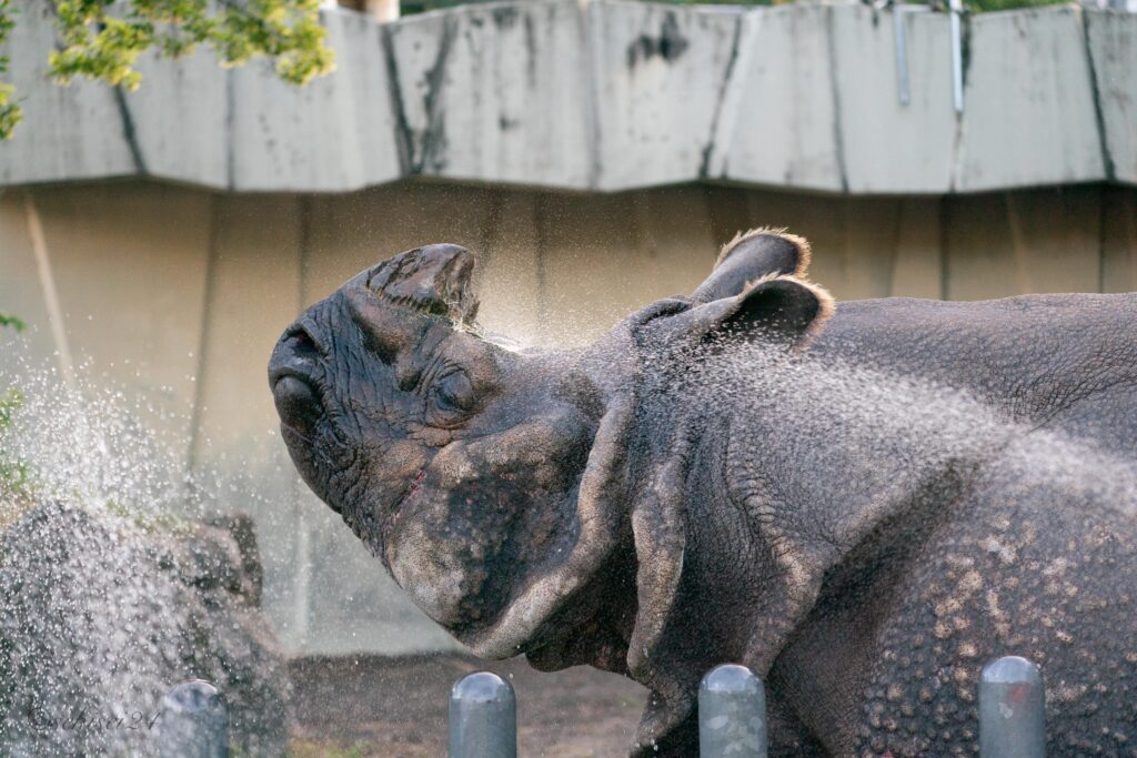 東山動植物園　インドサイ