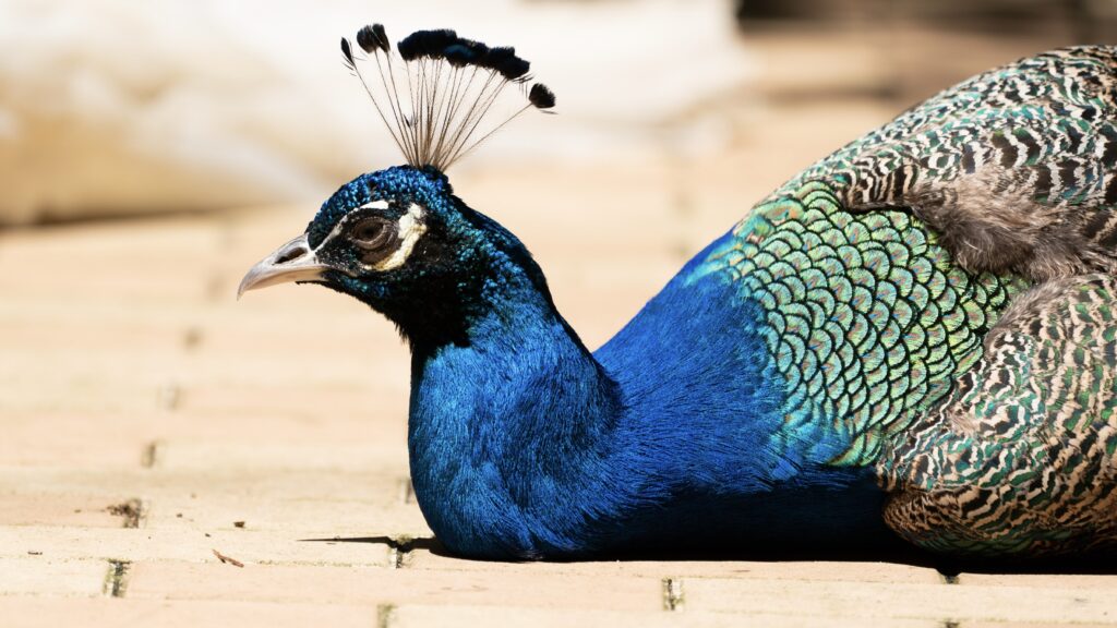 大宮公園　大宮公園小動物園　インドクジャク