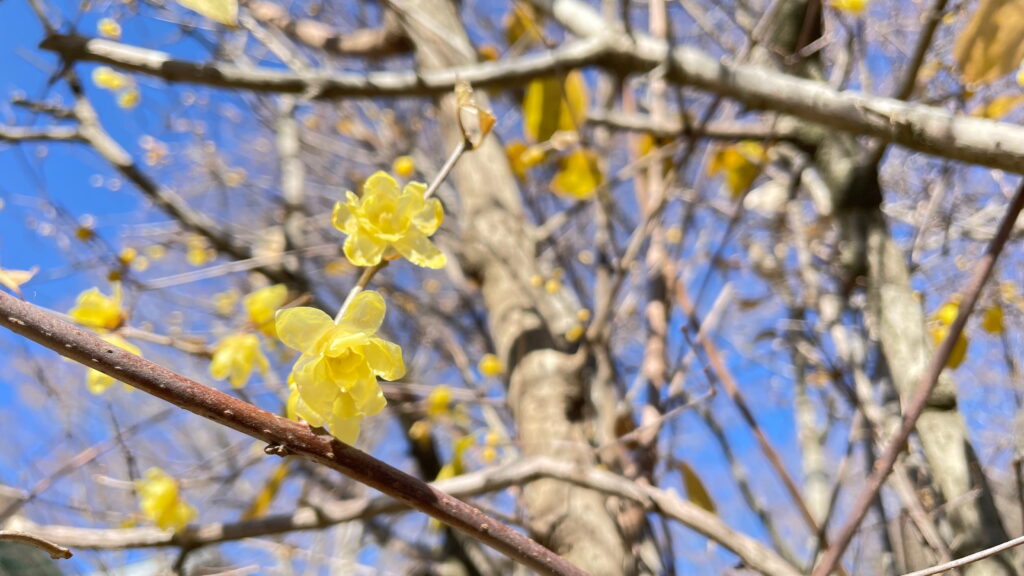 筑波山　梅まつり
