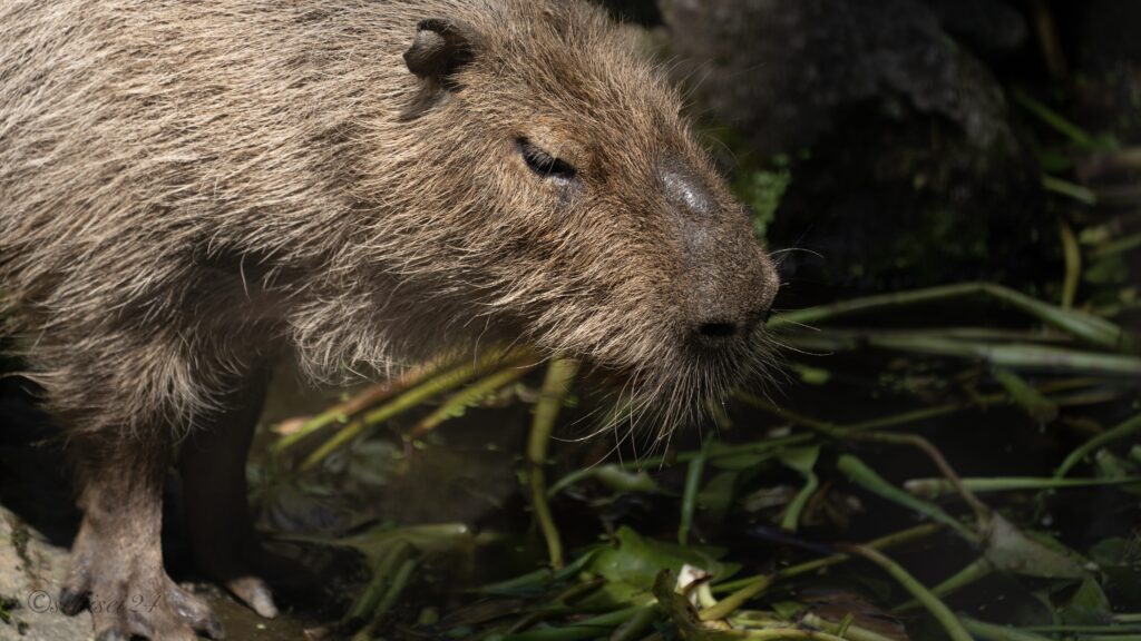 大宮公園 大宮公園小動物園 カピバラ