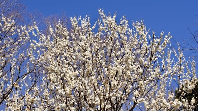 府中市郷土の森博物館
