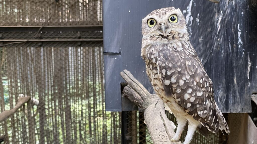 大宮公園 大宮公園小動物園 アナホリフクロウ