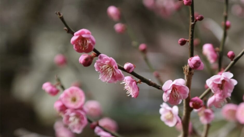 熱海梅園　梅の木