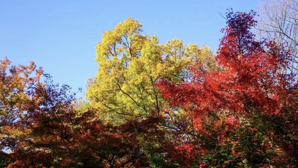 府中市郷土の森博物館