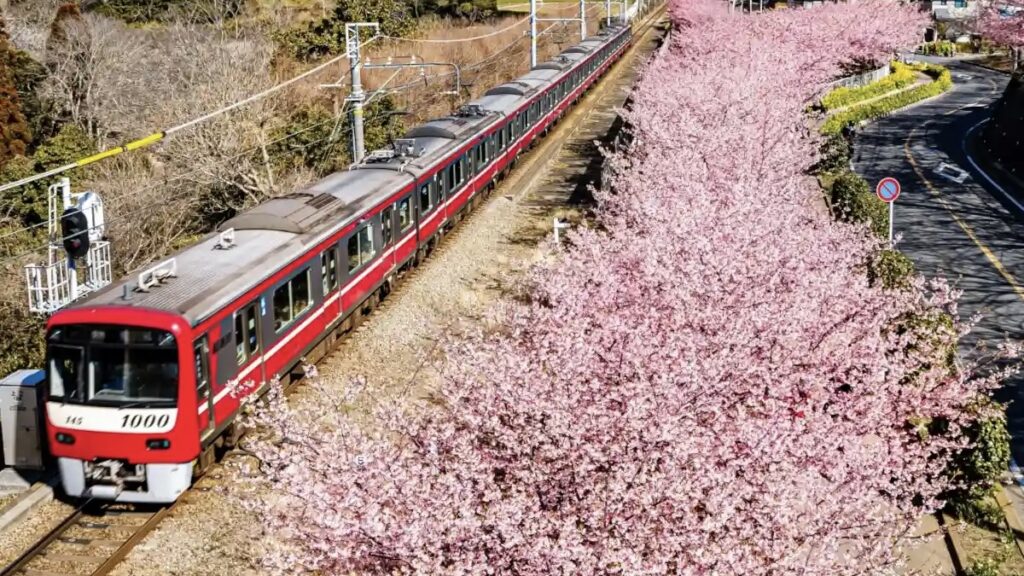 三浦海岸桜まつり 京急久里浜線 三浦海岸駅から三崎口駅の間