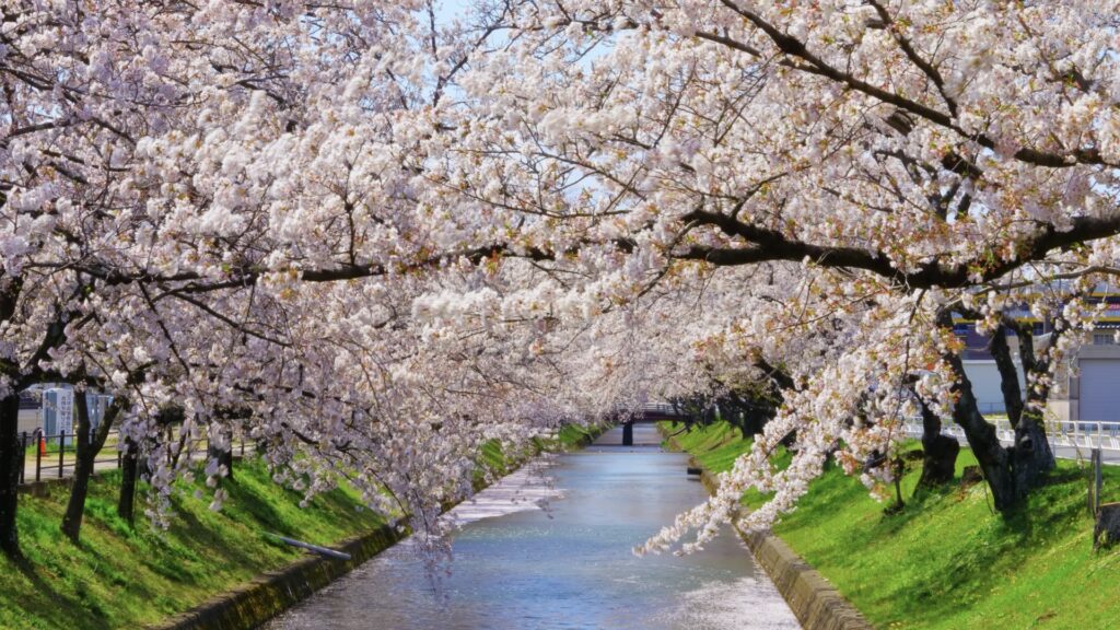【五条川】岩倉桜まつり