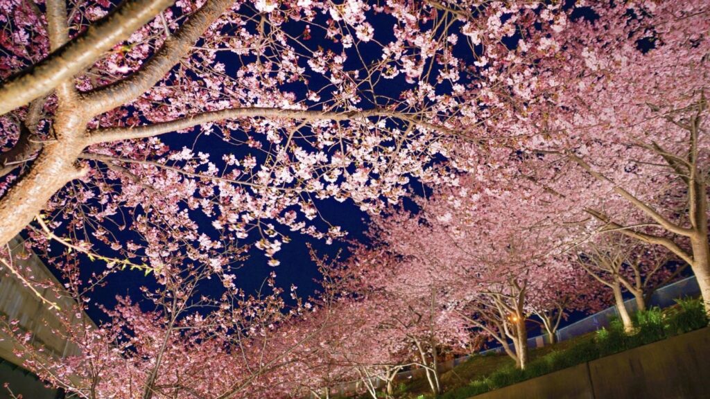 三浦海岸桜まつり