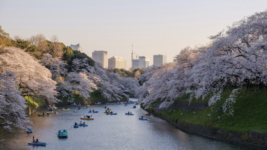 千代田のさくらまつり　千鳥ヶ淵緑道