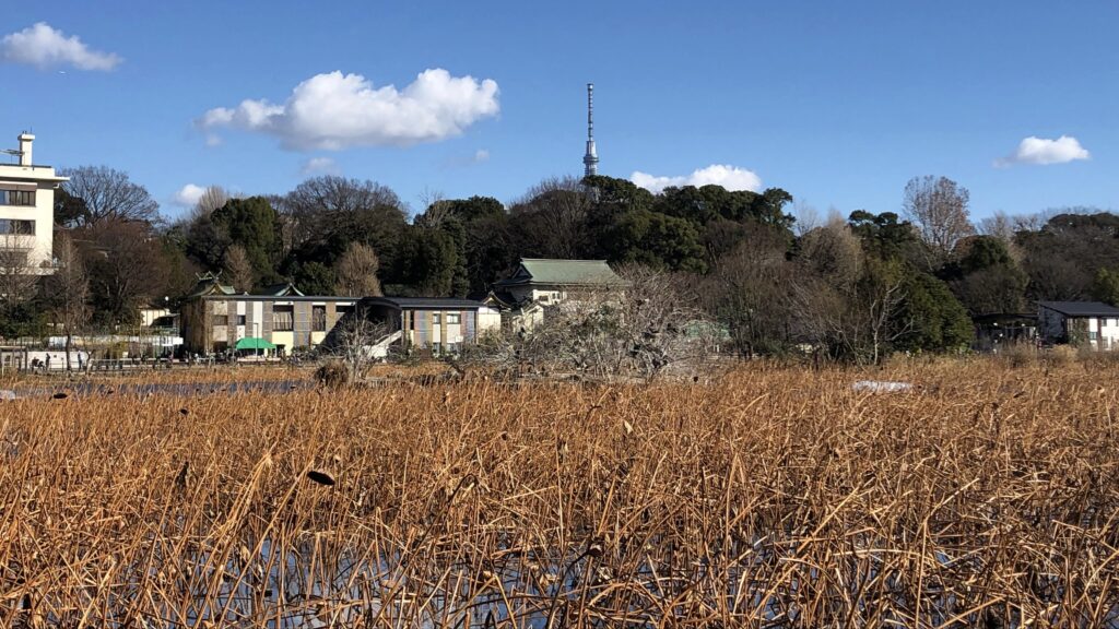 上野公園　不忍池