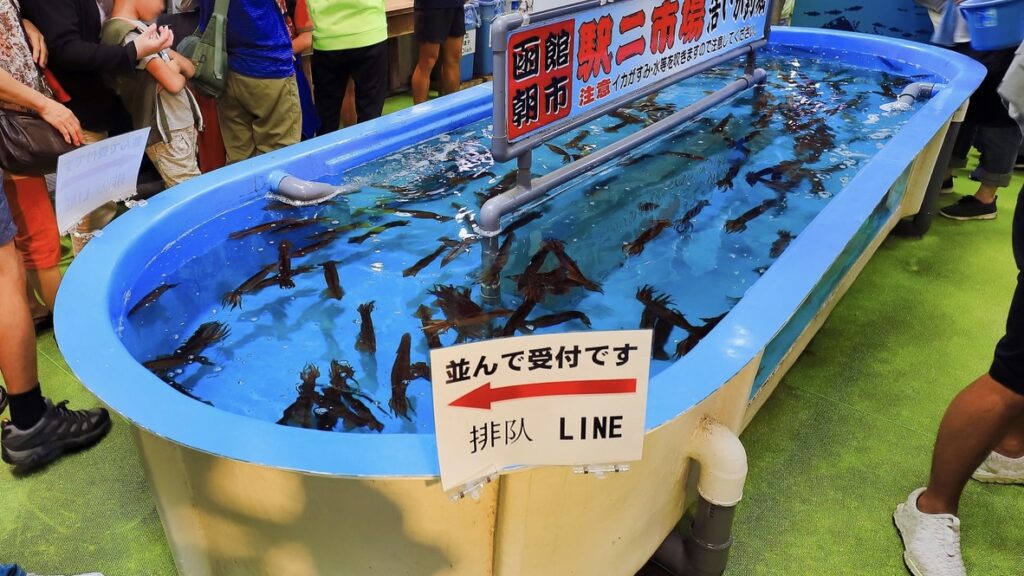 函館朝市　活いか釣り体験