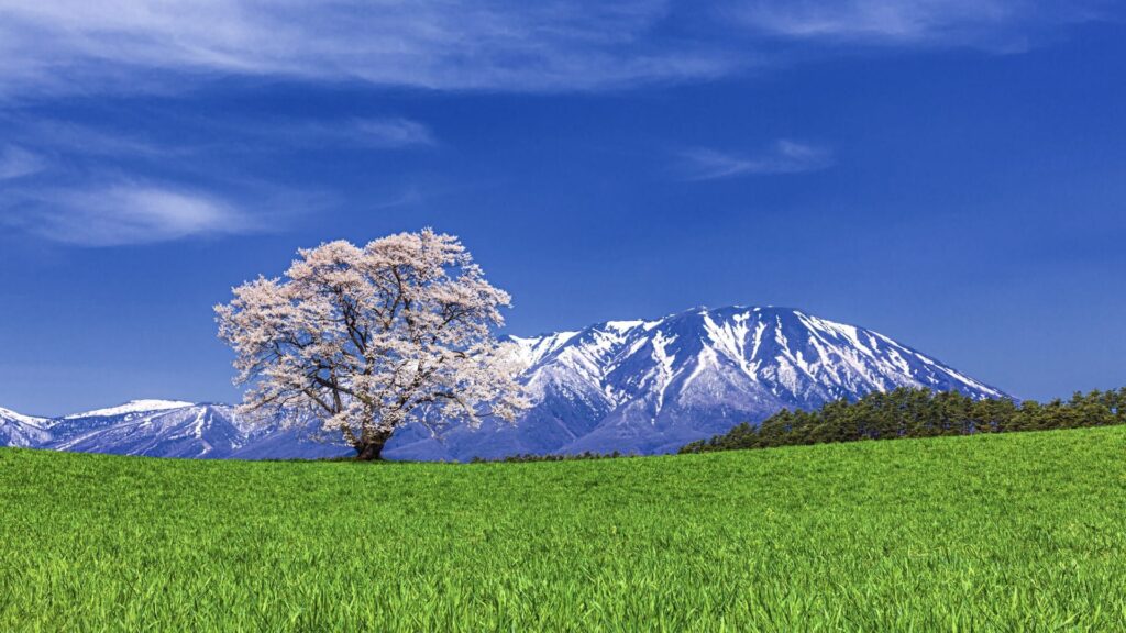 小岩井農場　岩手山