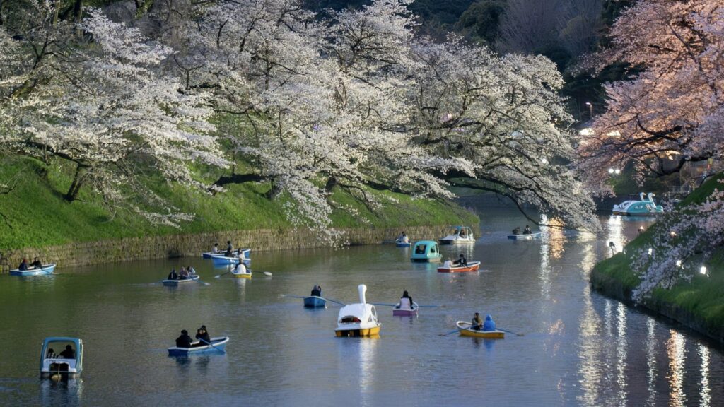 千代田のさくらまつり　千鳥ヶ淵緑道